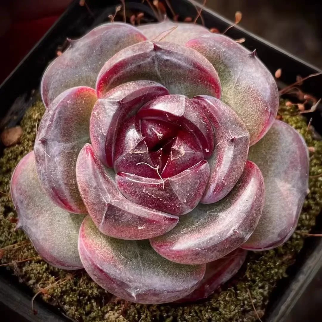 plant Aeonium Echeveria Haworthia  Caudex  Lithops Cactus  Agave 