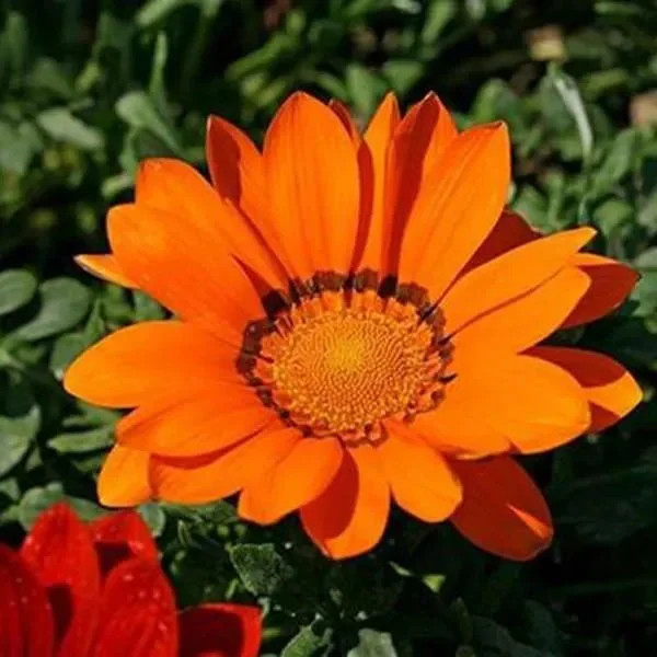 Gazania Rigens Schatz Sonnenblumensamen