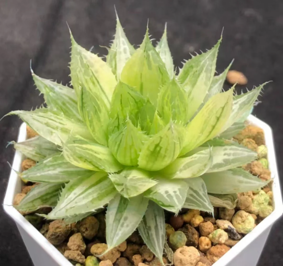 plant Aeonium Echeveria Haworthia  Caudex  Lithops Cactus  Agave 