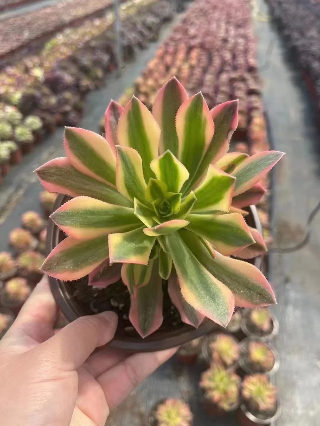 331. Aeonium leucoblepharum variegata. cutting 4-6cm / Aeonium cutting/ Aeonium plants / Garden landscape / Carefully select healthy plants