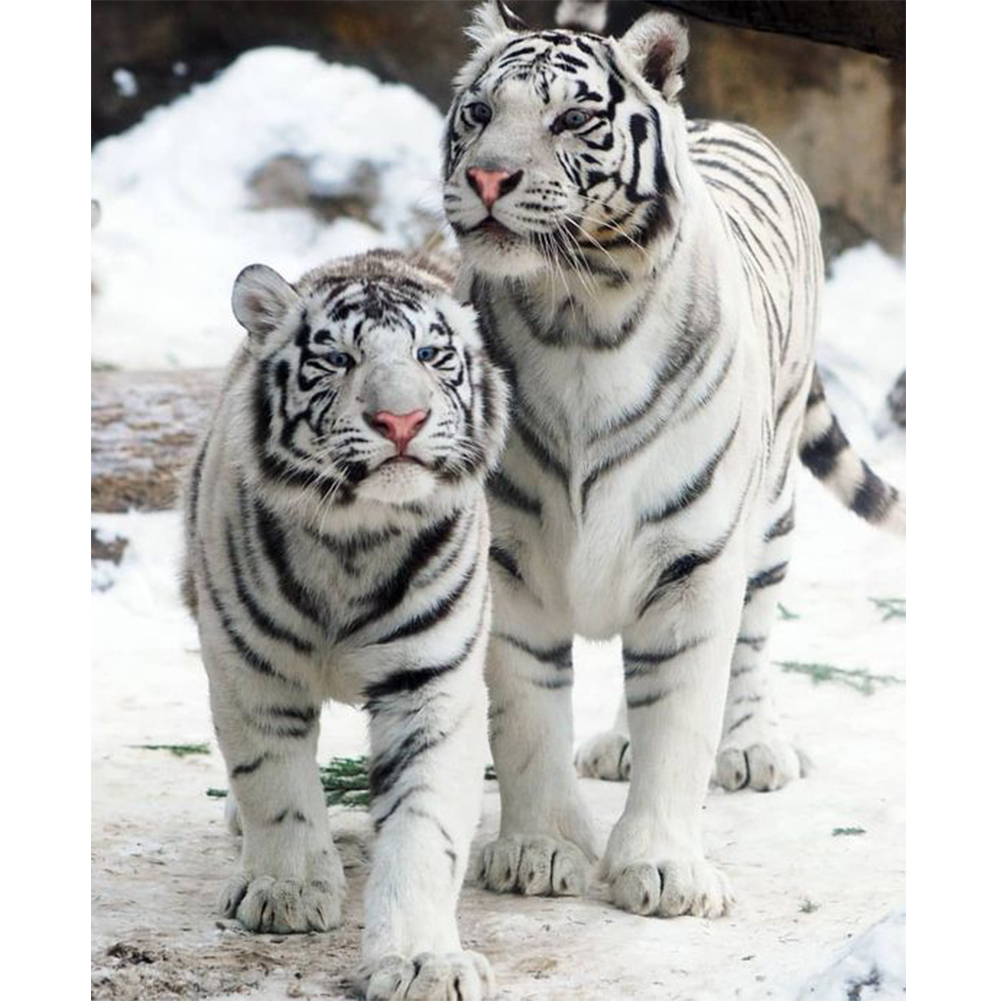 

30*40CM - Round Drill Diamond Painting - Two White Tigers, 501 Original