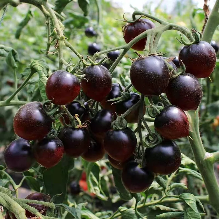🍅A Gem of Tomatoes-Black Tomato