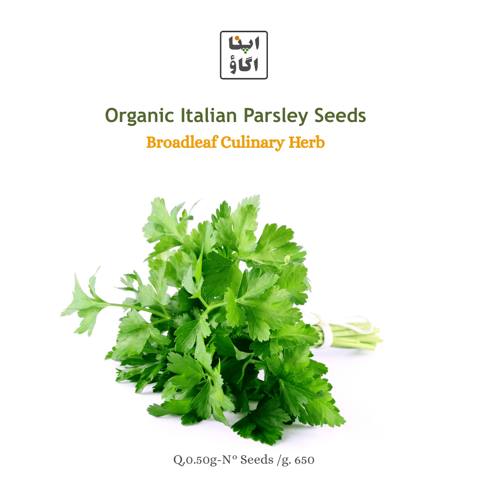 Organic Italian Parsley Seeds &ndash; Broadleaf Culinary Herb