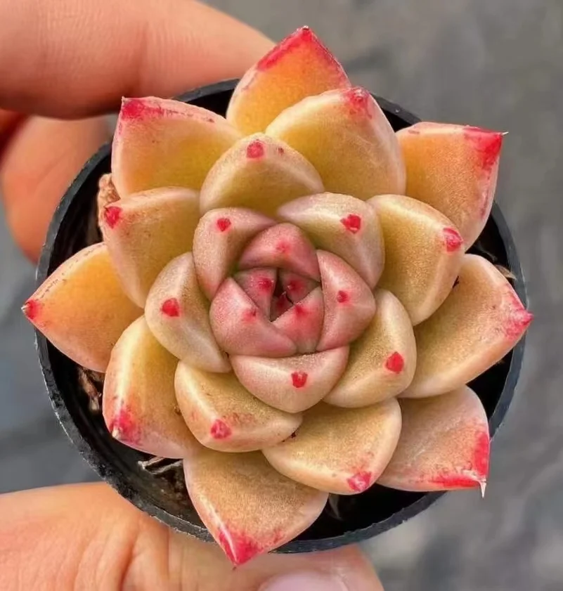 plant Aeonium Echeveria Haworthia  Caudex  Lithops Cactus  Agave 