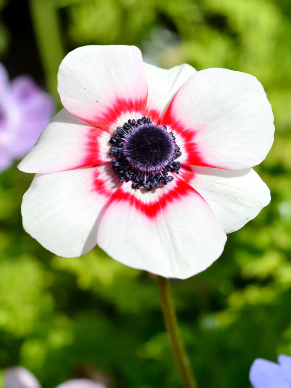 🌈Mixed Bicolor 'Radiant Rainbows' Anemones🌸 Jonyparkseed®
