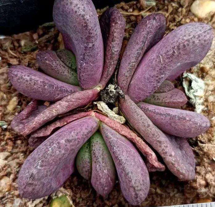 plant Aeonium Echeveria Haworthia  Caudex  Lithops Cactus  Agave 