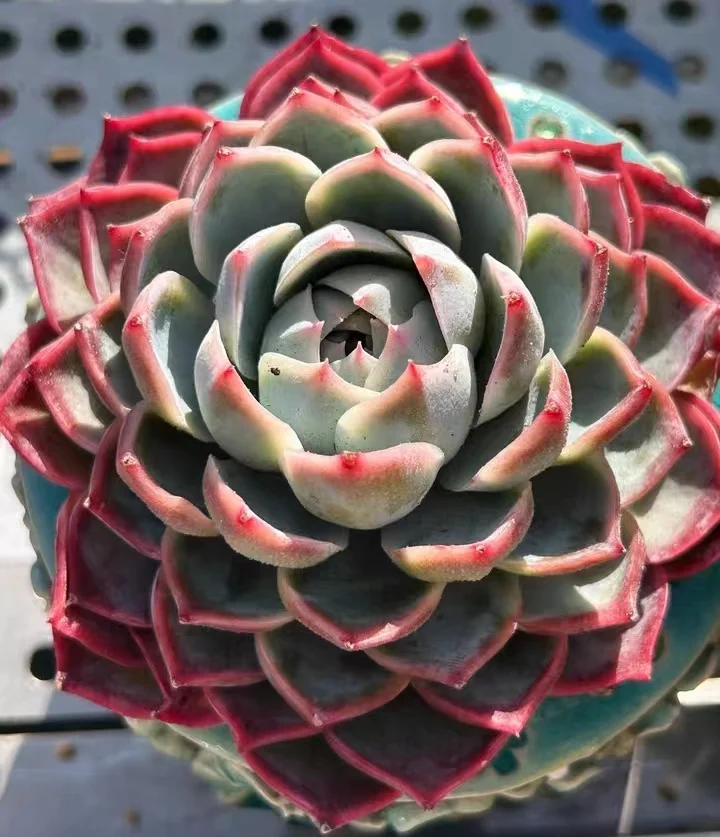 489.Echeveria   Caribbean blue.  Single head 4-5cm/ Echeveria /  Succulent plants / Garden landscape / Carefully select healthy plants