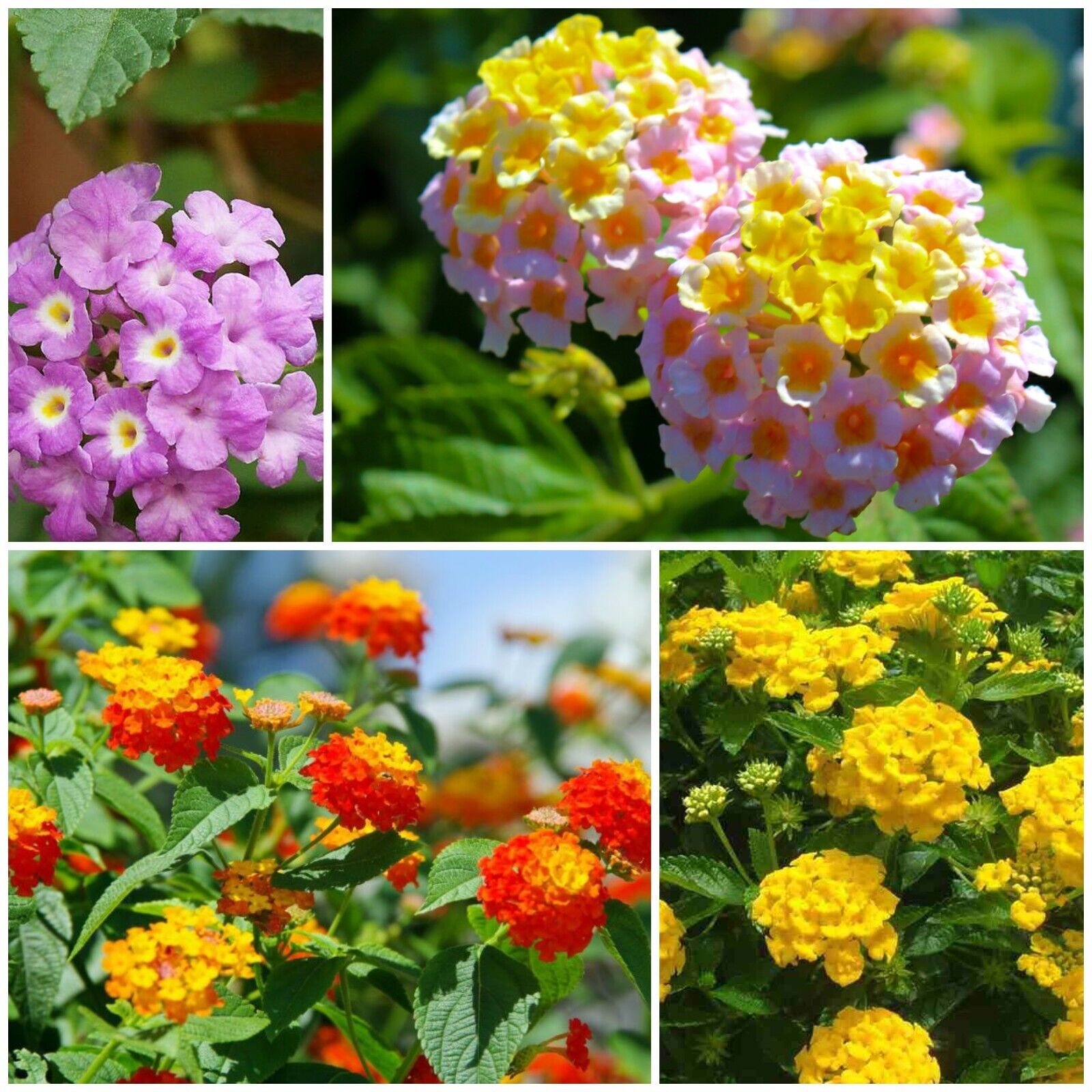 Lantana Camara Seeds Rare Perennial Gorgeous Fresh Ornamental Flower Jonyparkseed®