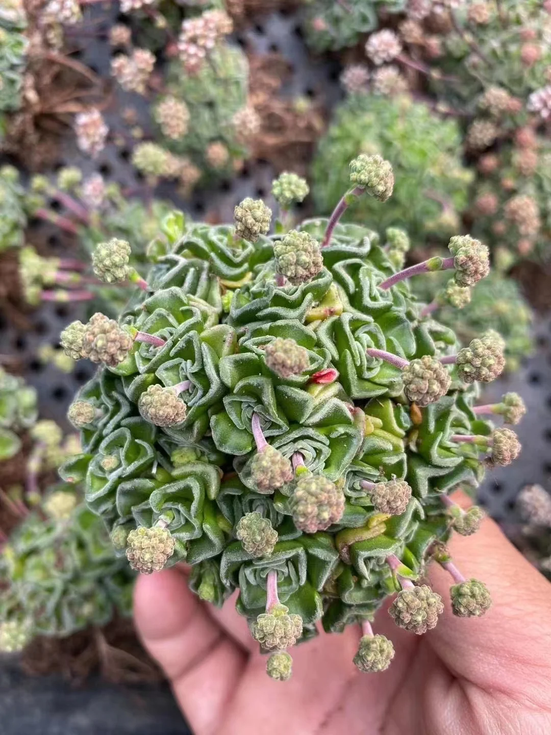 plant Aeonium Echeveria Haworthia  Caudex  Lithops Cactus  Agave 