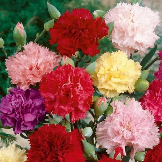Carnation Seeds – Chabaud Mix Jonyparkseed®