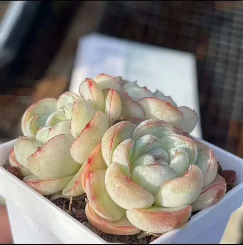 plant Aeonium Echeveria Haworthia  Caudex  Lithops Cactus  Agave 