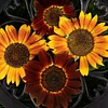 Sunflower Chocolate Cherry Seeds 1 Oz 1700 Seeds Gardening Seeds