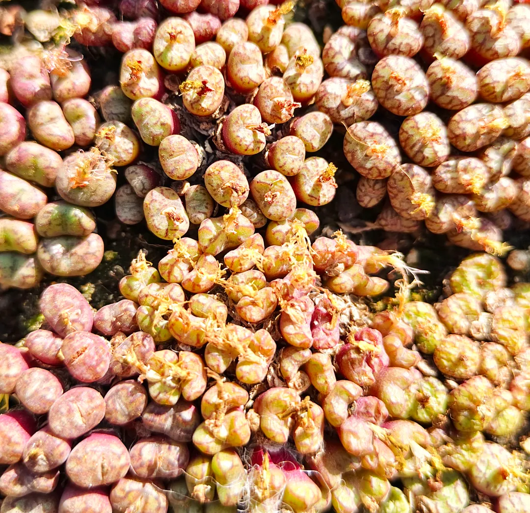 plant Aeonium Echeveria Haworthia  Caudex  Lithops Cactus  Agave 