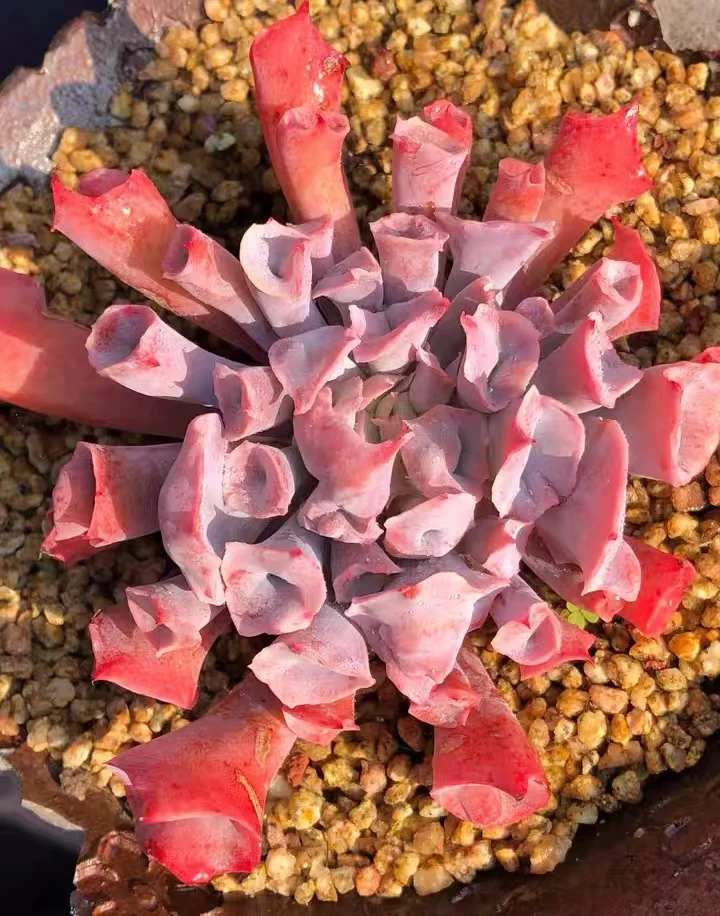 plant Aeonium Echeveria Haworthia  Caudex  Lithops Cactus  Agave 