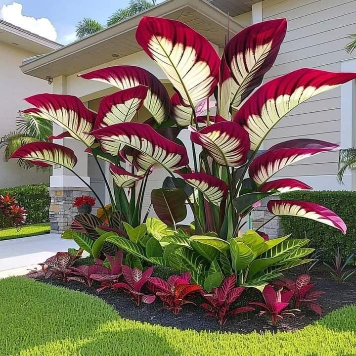 Amber Blaze-Giant Alocasia Bulbs🍃Transform Your Space with Tropical Majesty