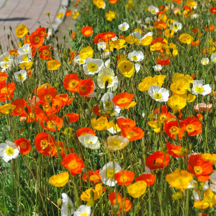 Iceland Poppy Seeds - Champagne Bubbles Mixed