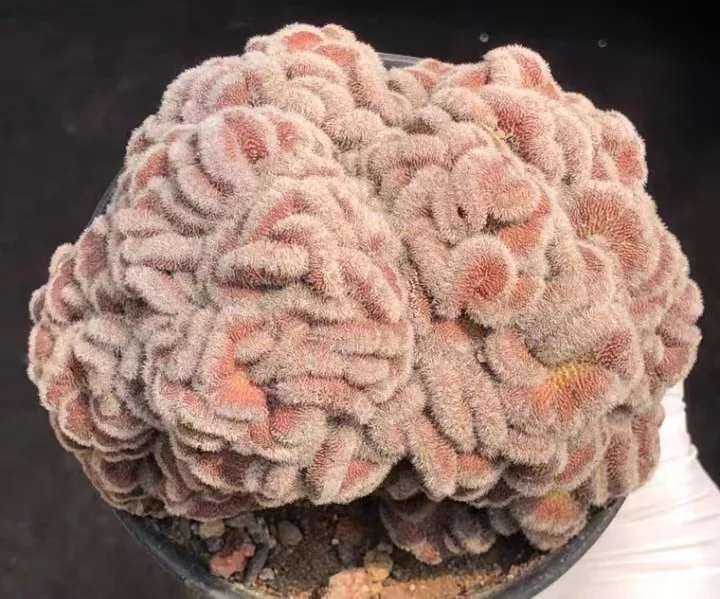 plant Aeonium Echeveria Haworthia  Caudex  Lithops Cactus  Agave 