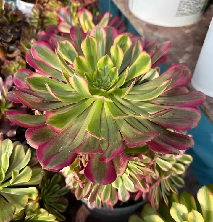 plant Aeonium Echeveria Haworthia  Caudex  Lithops Cactus  Agave 