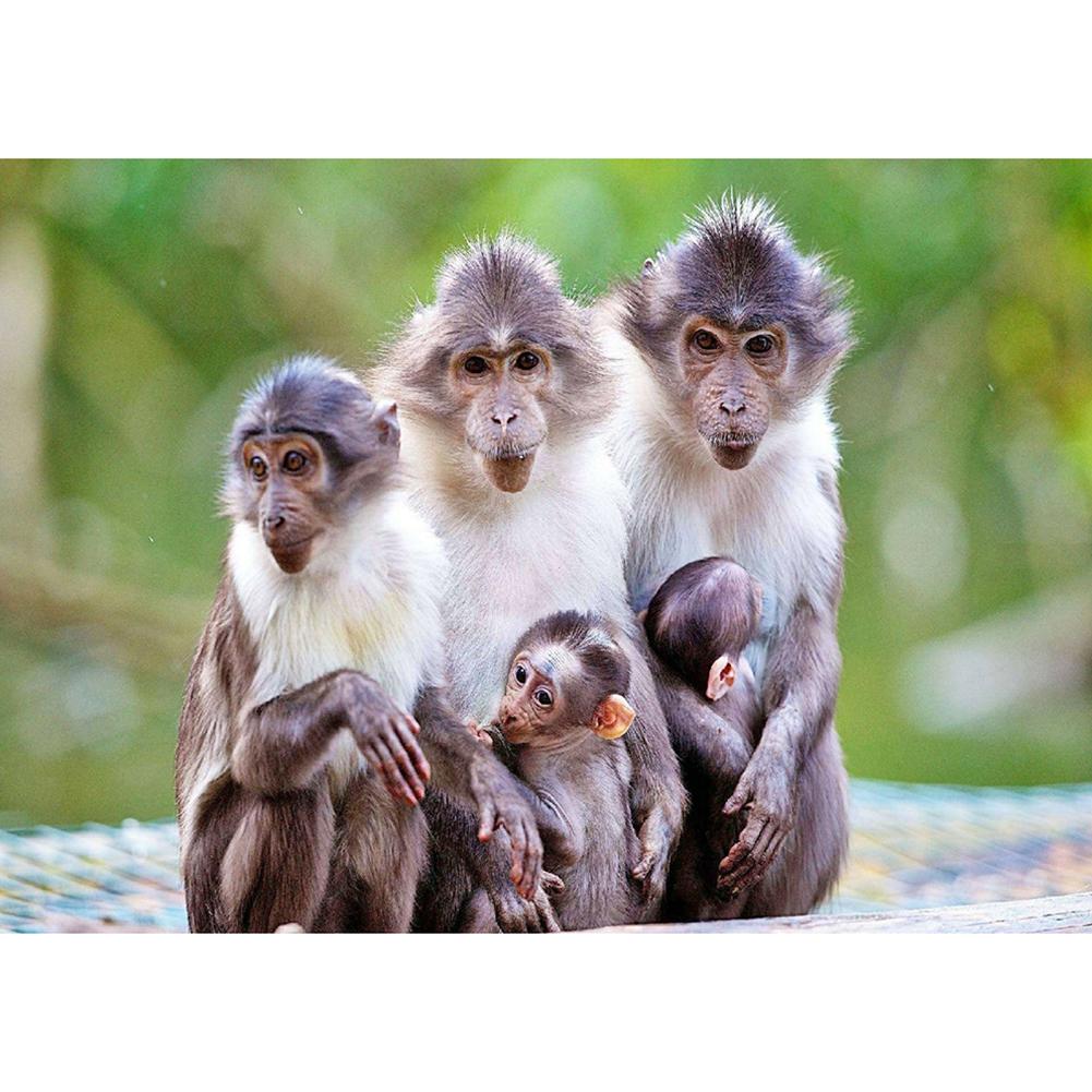 

Monkey - Round Drill Diamond Painting - 30x40cm, 501 Original
