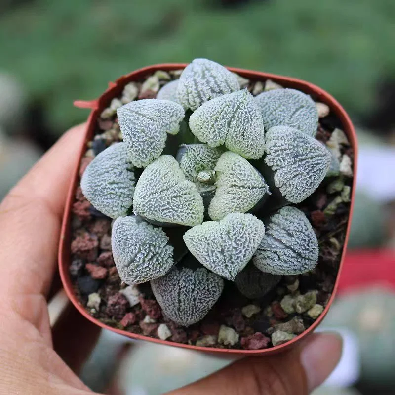 plant Aeonium Echeveria Haworthia  Caudex  Lithops Cactus  Agave 