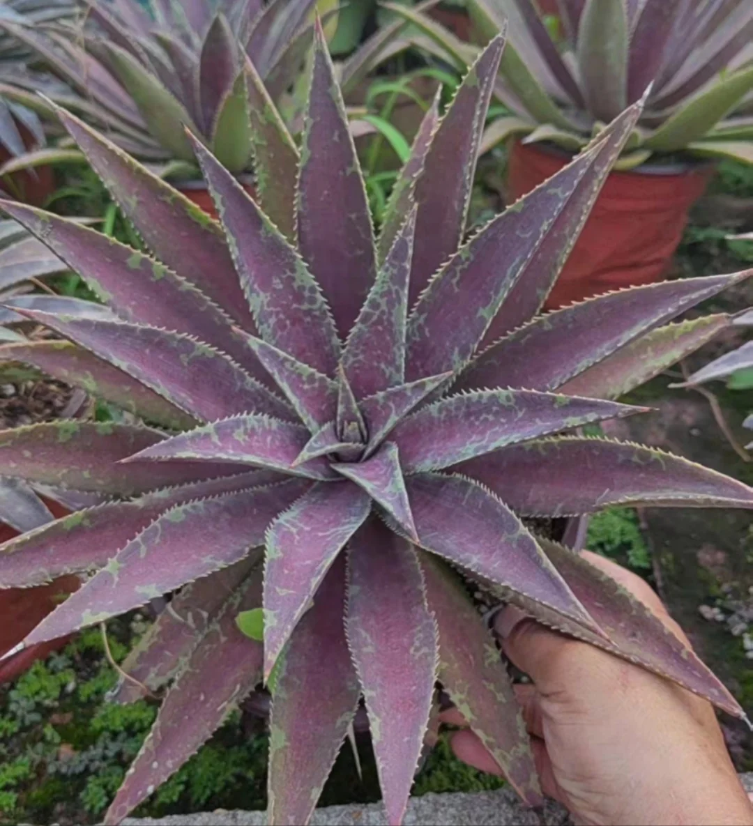 plant Aeonium Echeveria Haworthia  Caudex  Lithops Cactus  Agave 