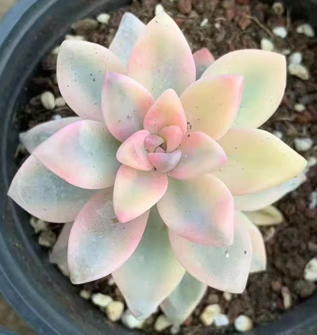 plant Aeonium Echeveria Haworthia  Caudex  Lithops Cactus  Agave 