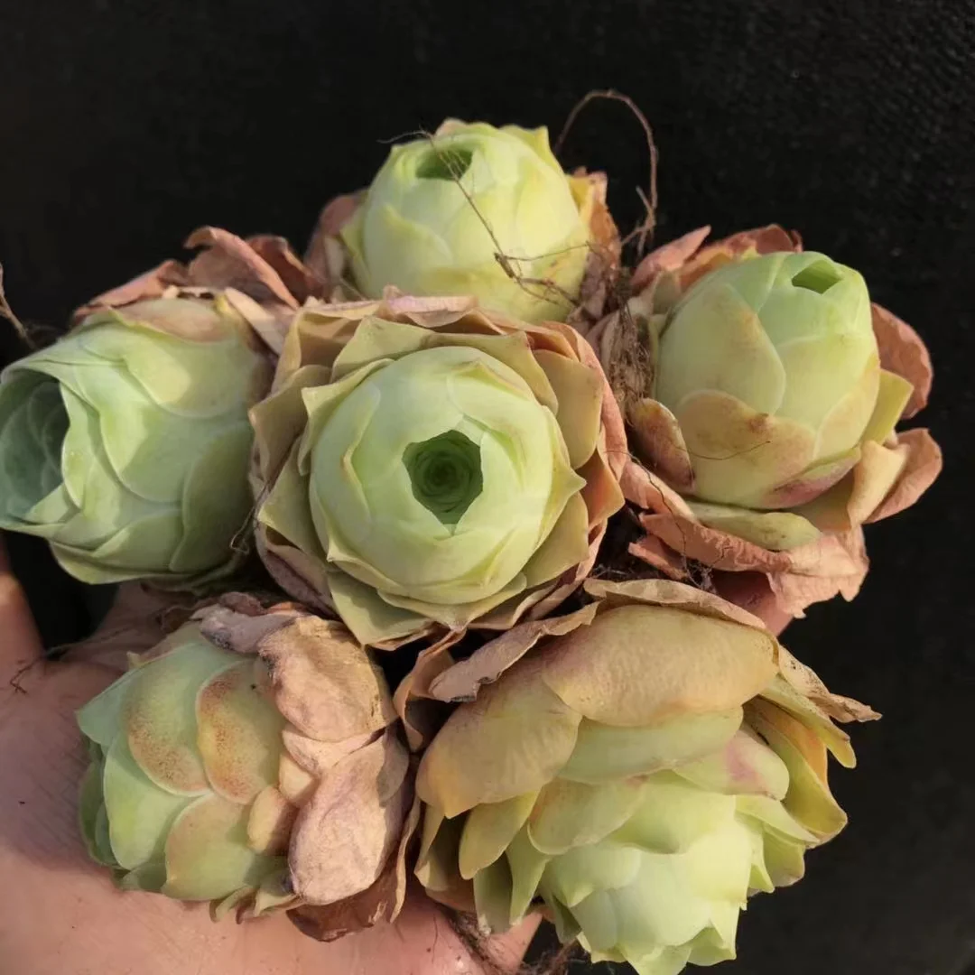 plant Aeonium Echeveria Haworthia  Caudex  Lithops Cactus  Agave 