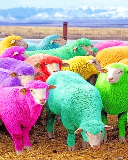 

Cute Colorful Sheeps – Paint By Numbers - 40*50CM, 501 Original