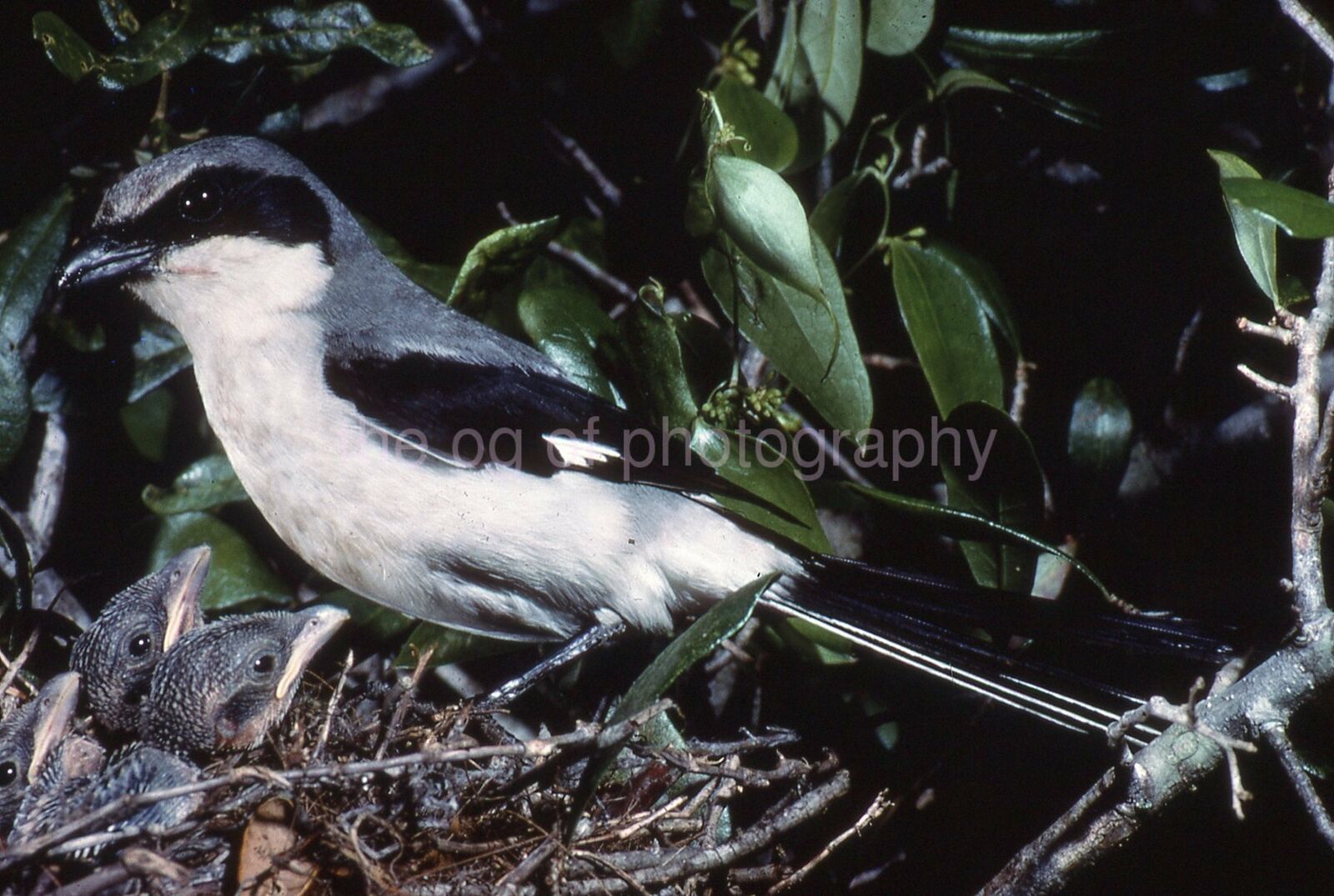 LOGGERHEAD SHRIKE 35mm FOUND BIRD SLIDE Vintage COLOR Photo Poster painting 15 T 14 N