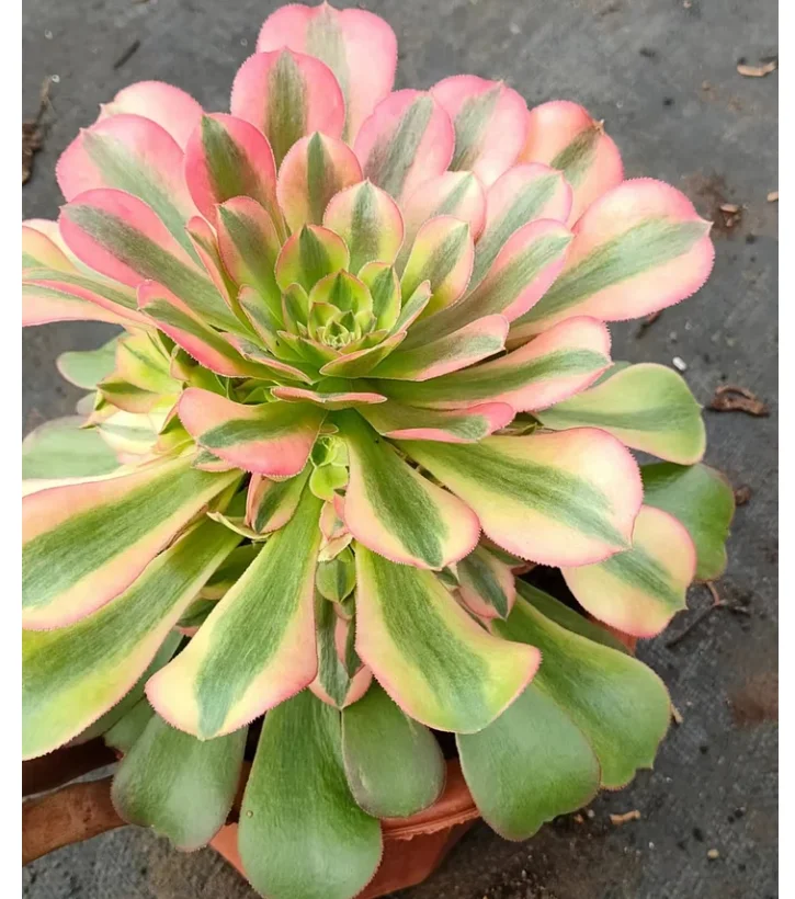 plant Aeonium Echeveria Haworthia  Caudex  Lithops Cactus  Agave 