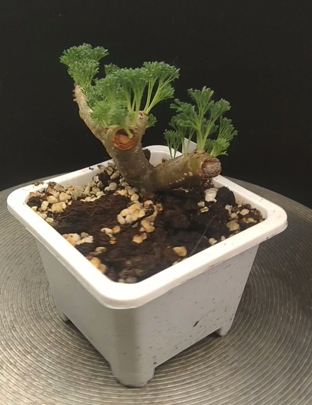 plant Aeonium Echeveria Haworthia  Caudex  Lithops Cactus  Agave 