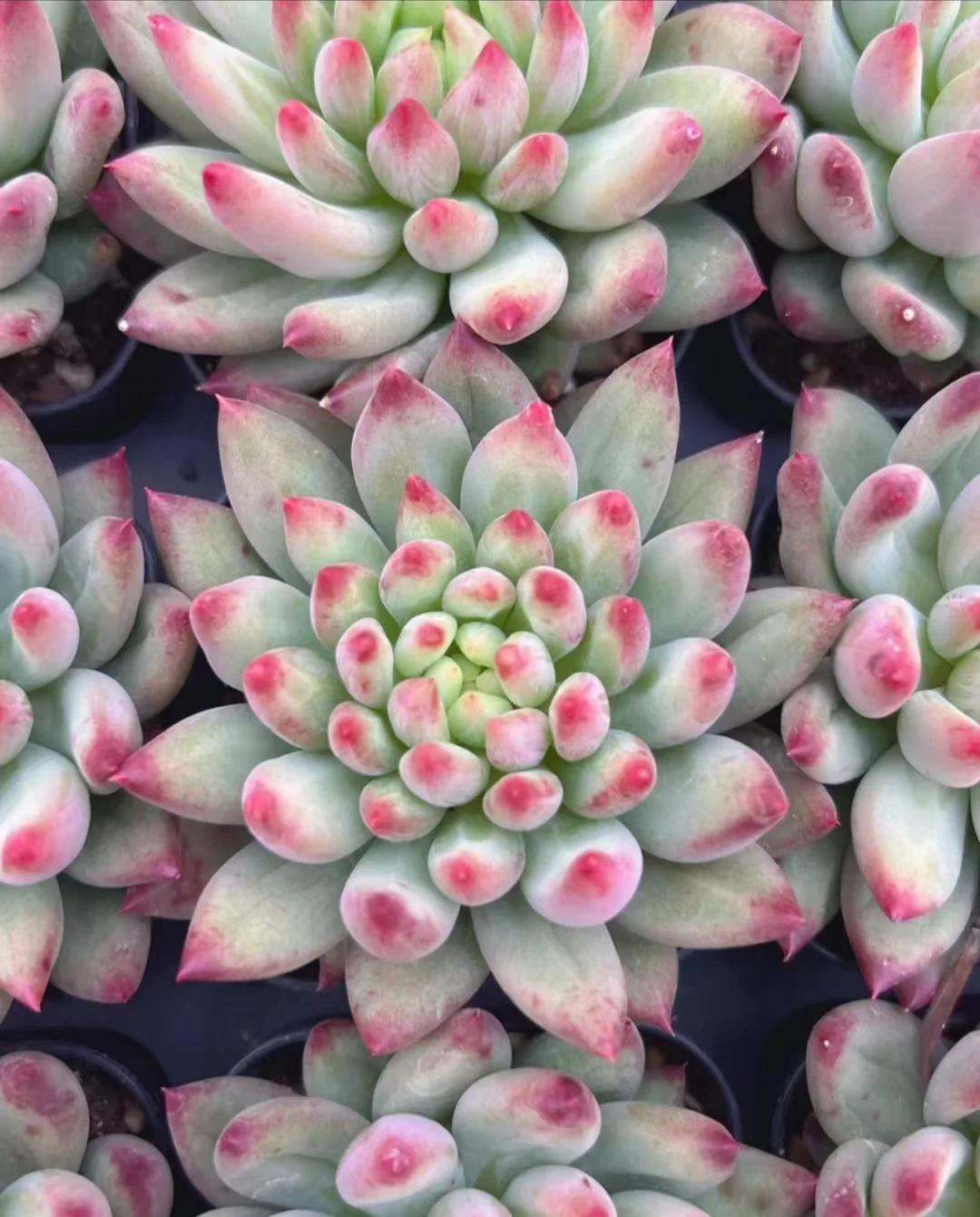 plant Aeonium Echeveria Haworthia  Caudex  Lithops Cactus  Agave 