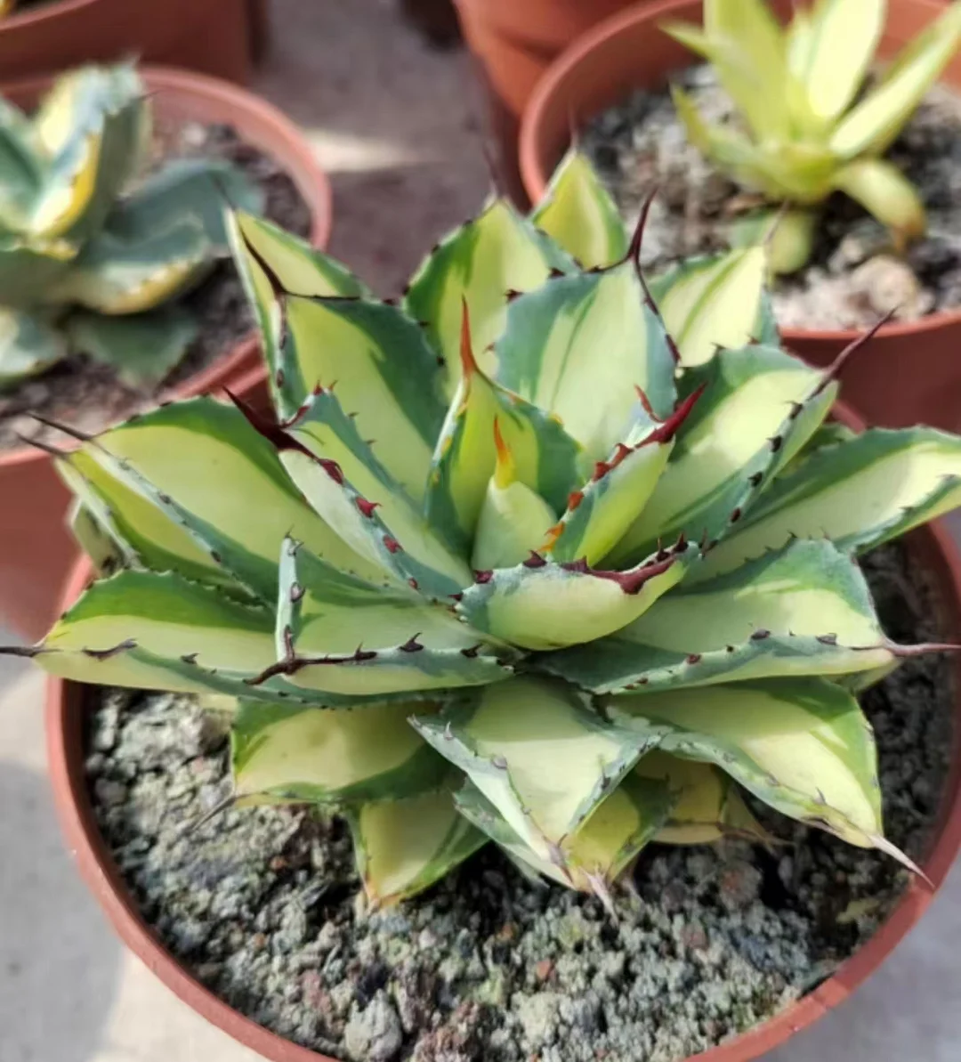1076.Agave potatorum Kichijokan mediopicta 12cm/Agave plants / Succulent plants / Garden landscape / Carefully select healthy plants