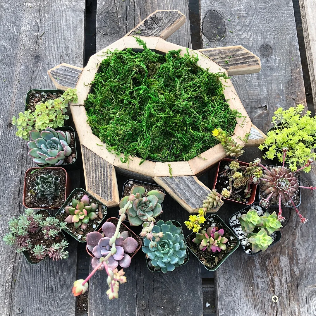 Sea turtle planter