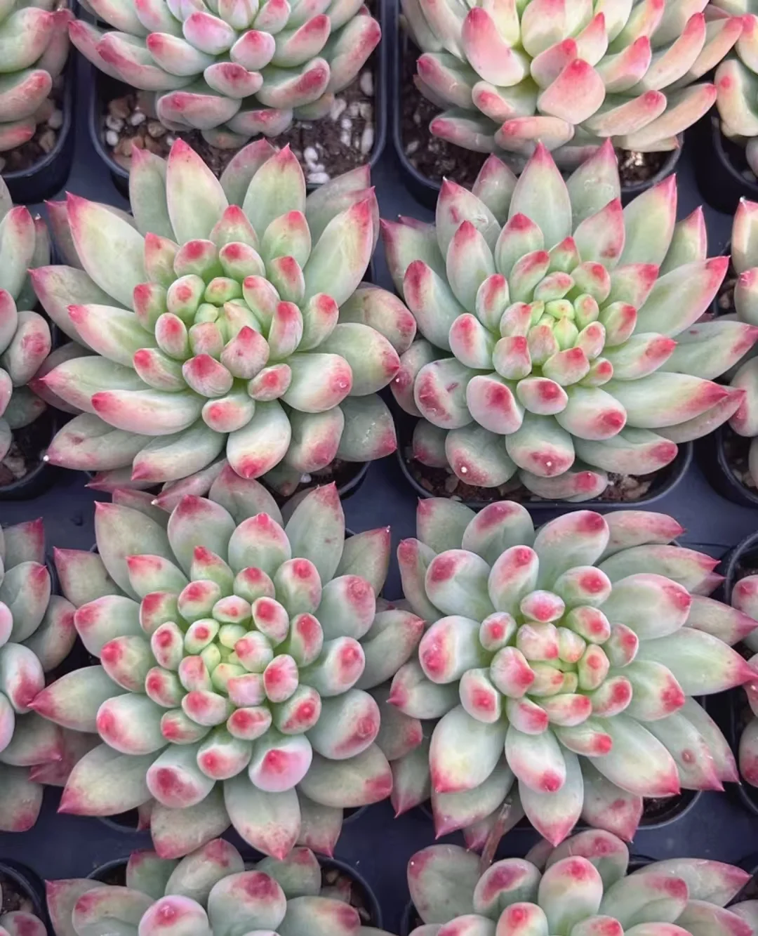 plant Aeonium Echeveria Haworthia  Caudex  Lithops Cactus  Agave 