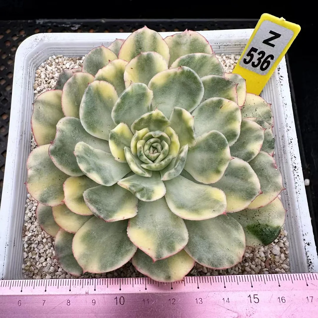 plant Aeonium Echeveria Haworthia  Caudex  Lithops Cactus  Agave 