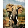 Elephant | Full Round/square Diamond Painting Kits | 50x70cm