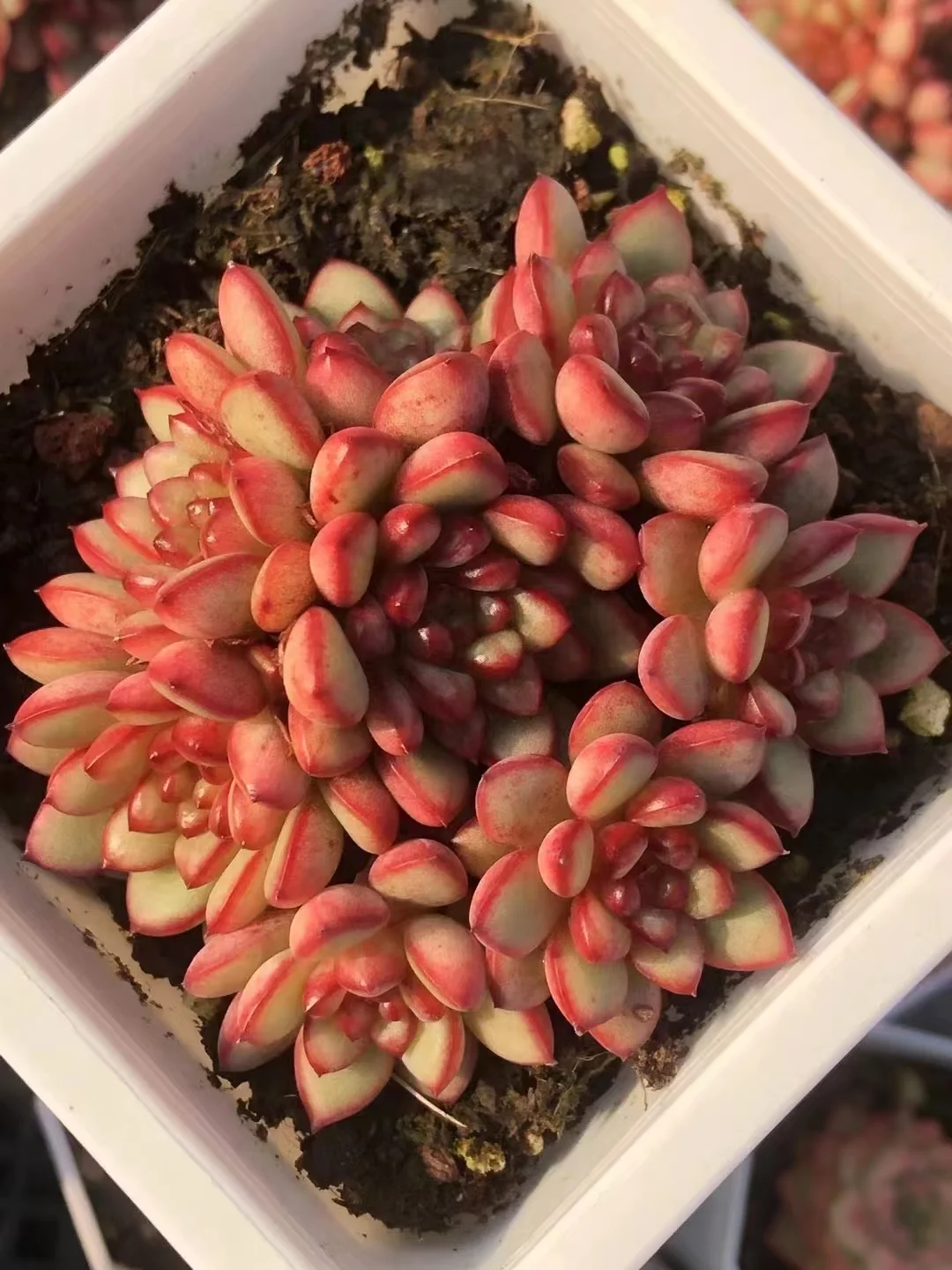 plant Aeonium Echeveria Haworthia  Caudex  Lithops Cactus  Agave 