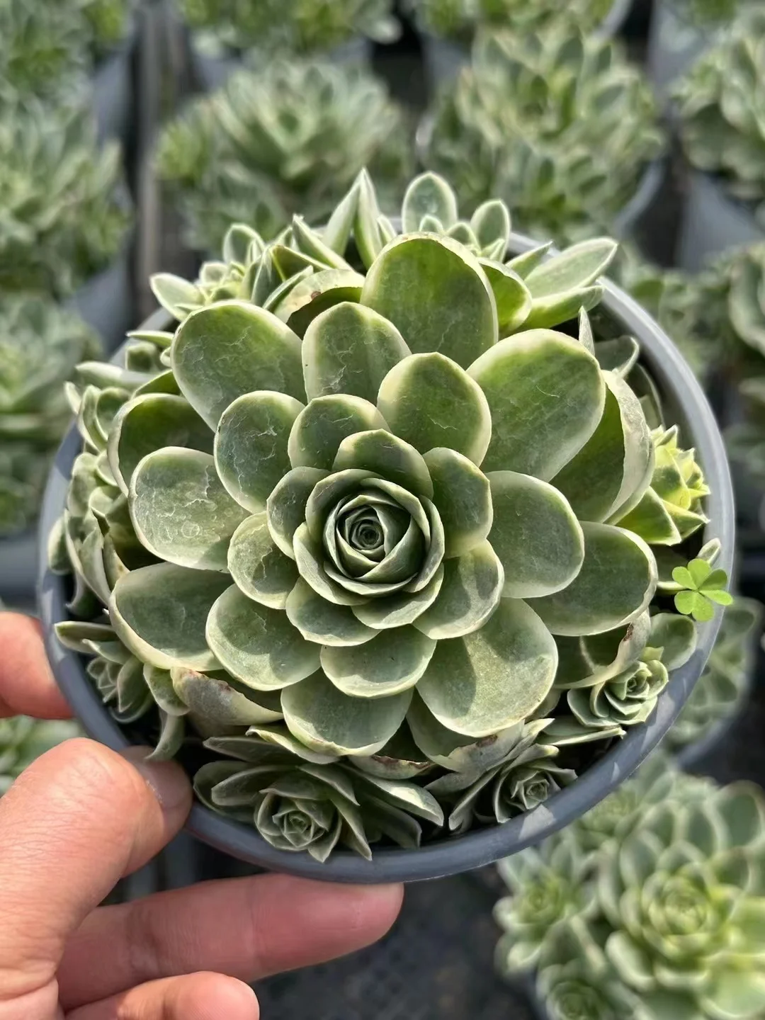 plant Aeonium Echeveria Haworthia  Caudex  Lithops Cactus  Agave 