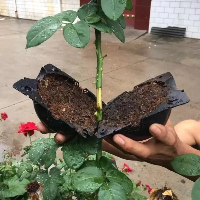 🌱Plant Root Growing Box(BUY 3 GET 1 FREE NOW)