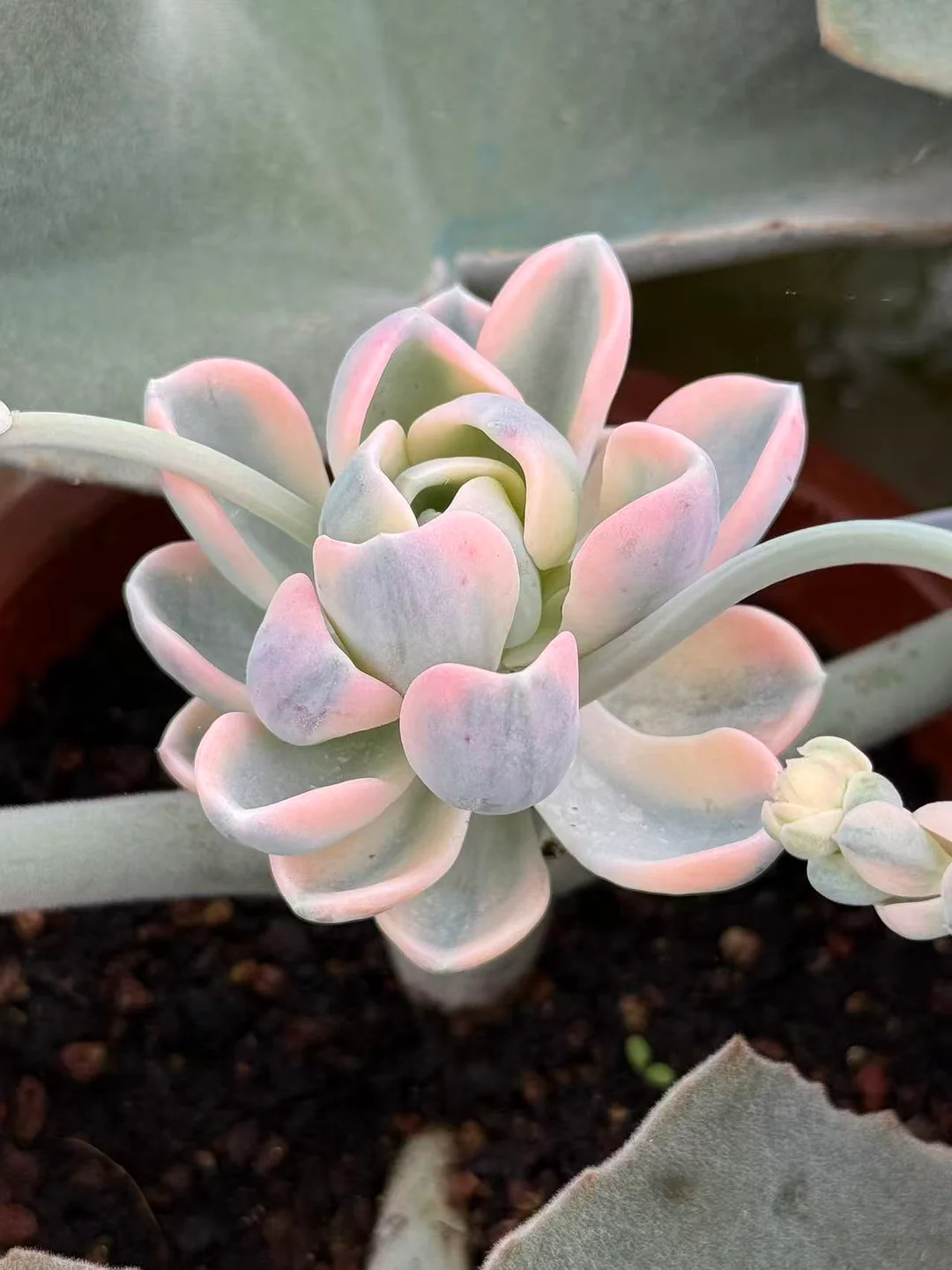 plant Aeonium Echeveria Haworthia  Caudex  Lithops Cactus  Agave 