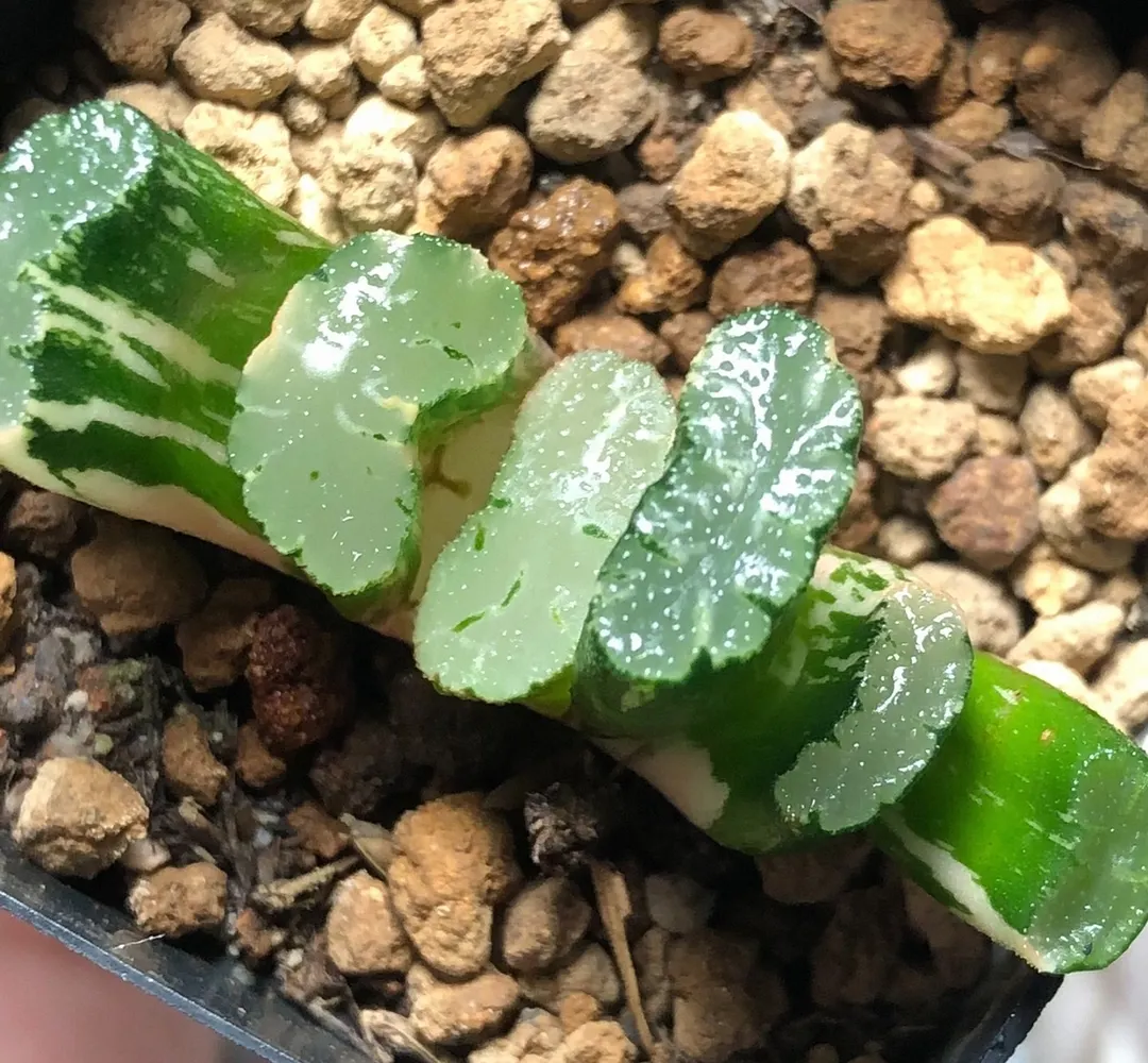 plant Aeonium Echeveria Haworthia  Caudex  Lithops Cactus  Agave 