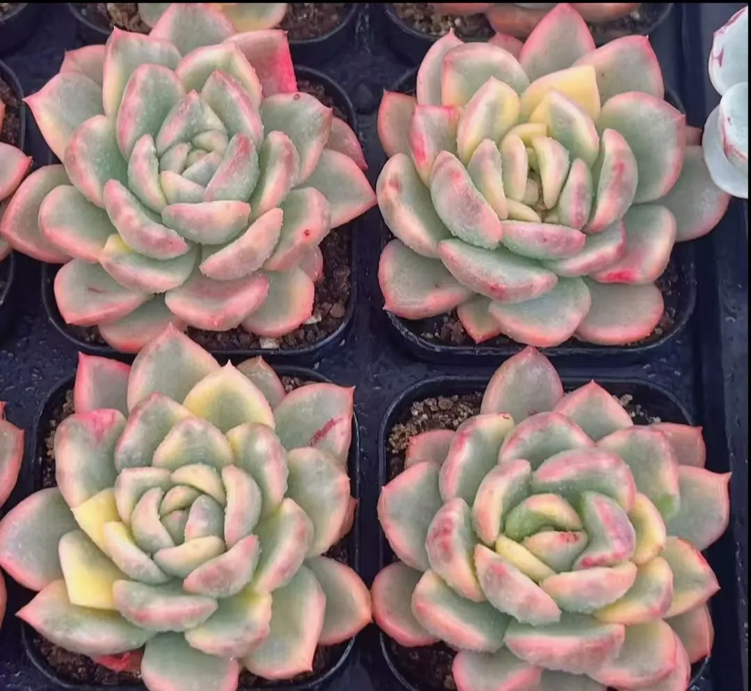 plant Aeonium Echeveria Haworthia  Caudex  Lithops Cactus  Agave 