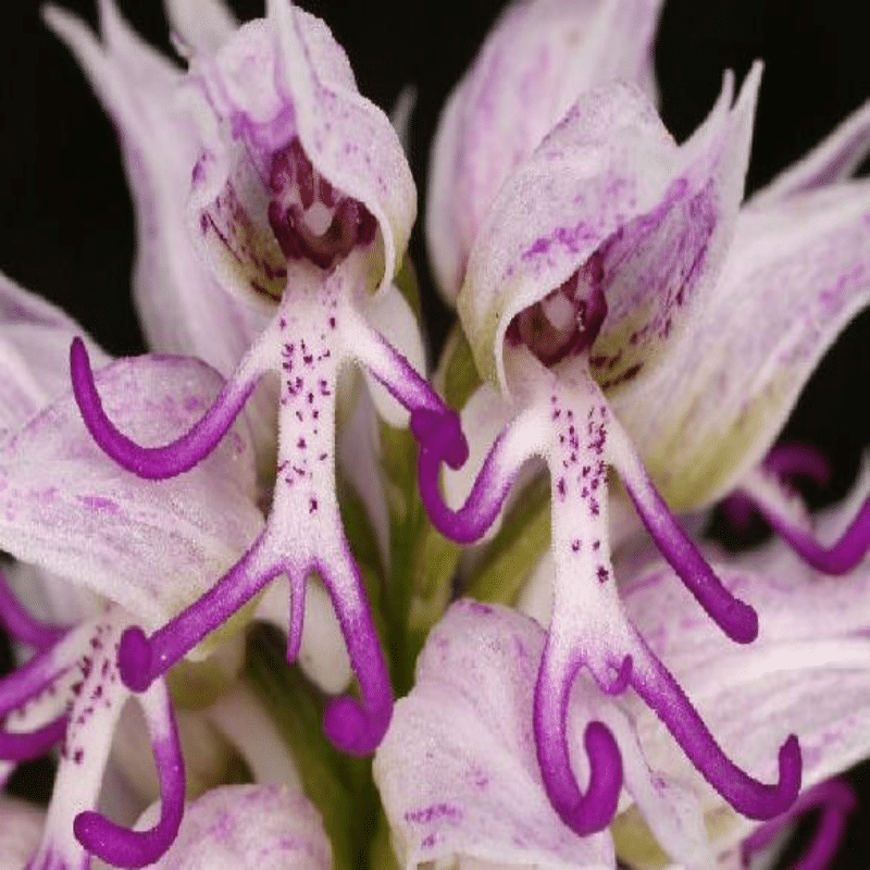 Orchis italica Rare Humanoid Orchid Seeds