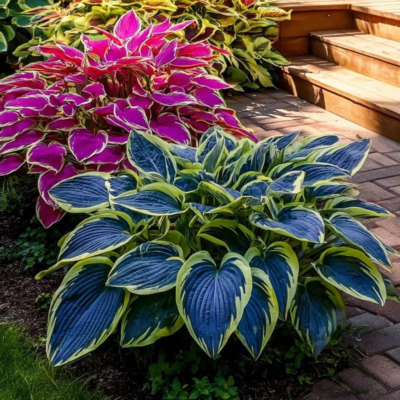 Mix Rare Hosta Flower Seeds
