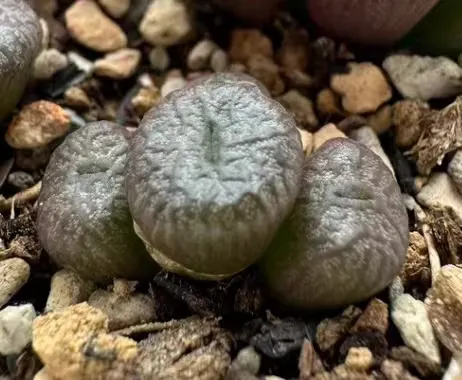 plant Aeonium Echeveria Haworthia  Caudex  Lithops Cactus  Agave 