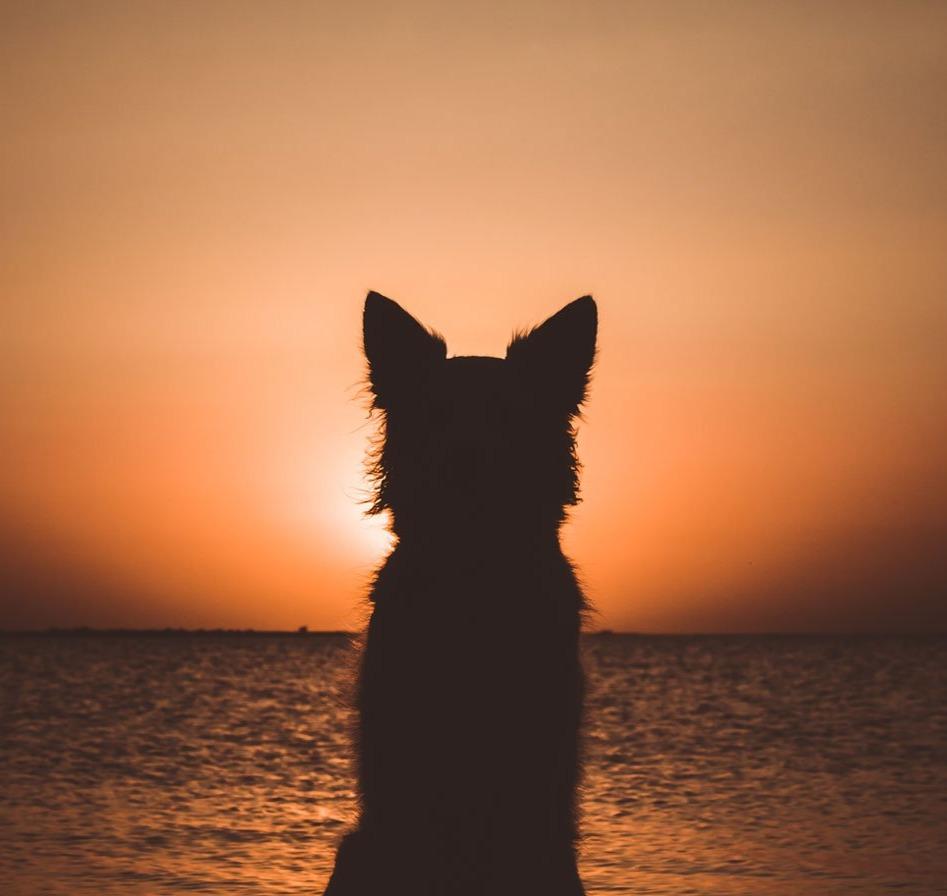 

Dog Watching Sunset – Paint By Numbers - 40*50CM, 501 Original