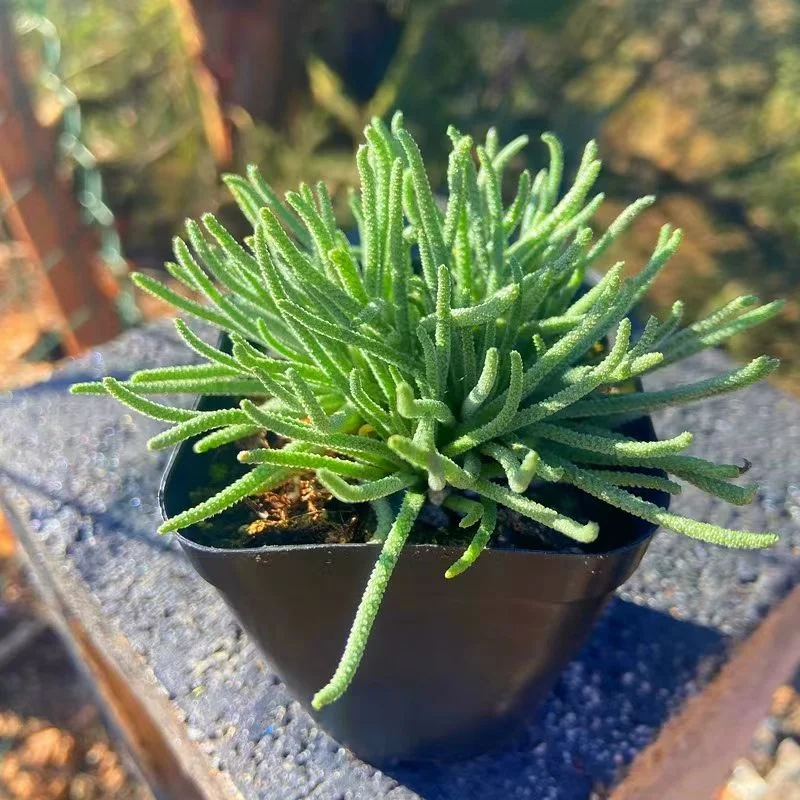 plant Aeonium Echeveria Haworthia  Caudex  Lithops Cactus  Agave 