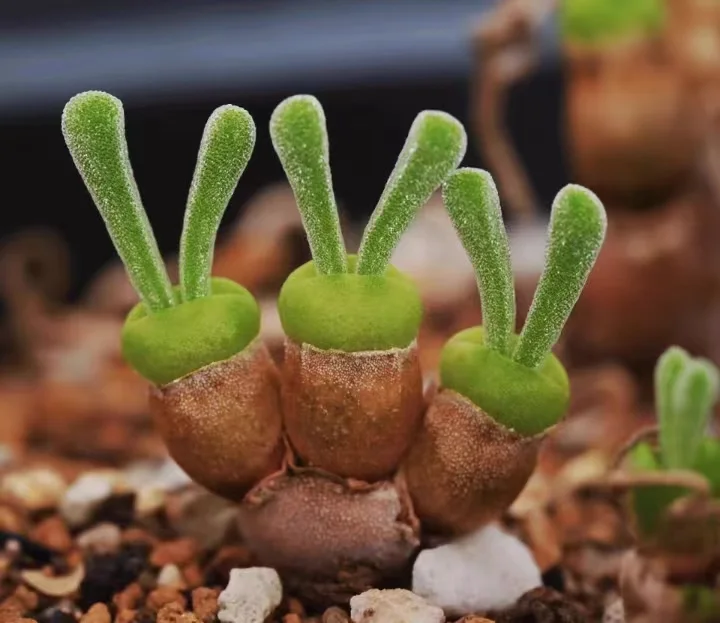 plant Aeonium Echeveria Haworthia  Caudex  Lithops Cactus  Agave 