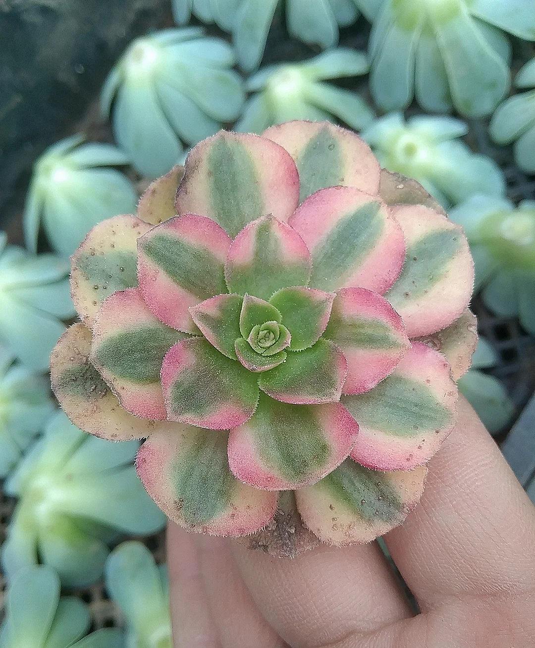 plant Aeonium Echeveria Haworthia  Caudex  Lithops Cactus  Agave 